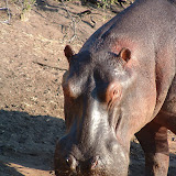 hippo8.JPG