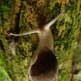 304 Feb 2006 Caxiuana Ferreira Penna Scientific Research Station.JPG