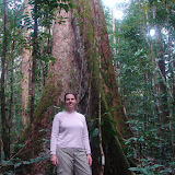 Feeling small among tall trees