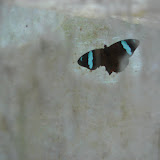 183 Feb 2006  Caxiuana Ferreira Penna Scientific Research Station Butterfly research.JPG