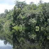 201 Feb 2006  Caxiuana Ferreira Penna Scientific Research Station Butterfly research.JPG