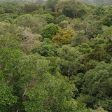 Forest canopy