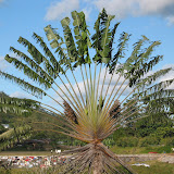 489 July 2005 Ranomafana, Madagascar.JPG