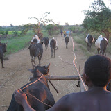 234 June 2005  Miandravazo, Madagascar zebu cart trip after pirogue river trip.JPG