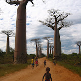 Allee de Baobab -
nearish Morondava