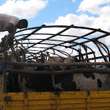 Getting cattle together for
the big zebu market. Ambalavao