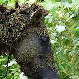 This is one of the more disgusting 
things I've seen on my trip. 
Poor horse!