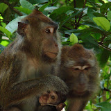 217 Oct 2005 Palawan, Philippines Sabang monkeys.JPG