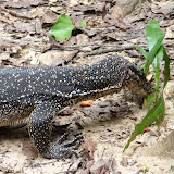 236 Oct 2005 Palawan, Philippines Sabang Underground River Tour monitor lizards.JPG