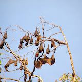 Lots and lots of Flying Fox 
bats in the trees in Mambukal