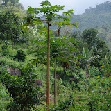 066 Oct Mambukal, Negros, Philippines Mt. Kanlaon Natl Park.JPG