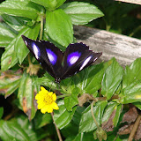 075 Oct Mambukal, Negros, Philippines Mt. Kanlaon Natl Park.JPG