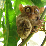 159 Oct Bohol, Philippines Chocolate Hills Tarsier prosimian.JPG