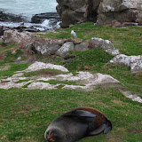 Fur seals near Dunedin