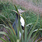 059 August 2005 New Zealand Moeraki yellow-eyed penguin near lighthouse.JPG