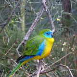 I had to take this picture since 
the bird came over and posed for me.