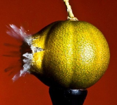 fotos alta velocidade desbaratinando tiros balas fruta 1 fotos alta velocidade desbaratinando tiros balas fruta 1