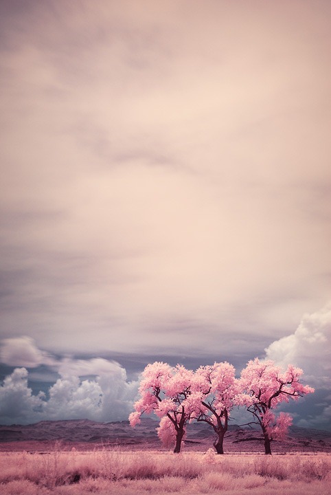 Three Trees in Infrared Three Trees in Infrared