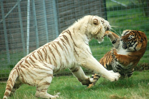 luta entre animais desbaratinando (19)