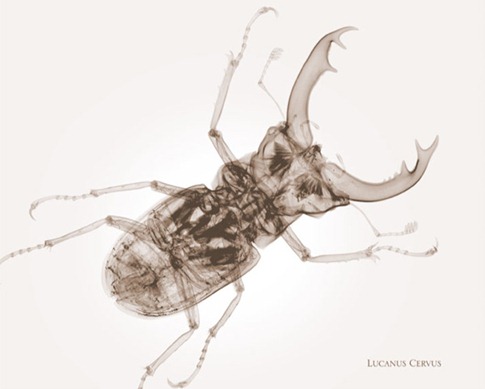 insects3 insects3