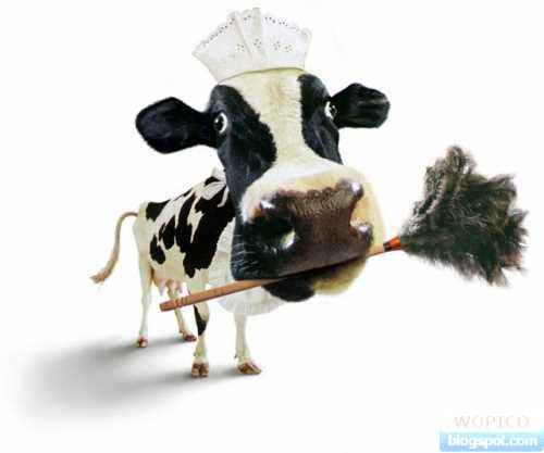 Cow Maid