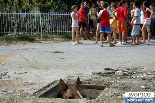 Traped Horse