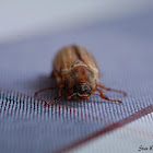 Summer Chafer