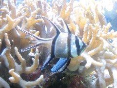IMG_0255 IMG_0255