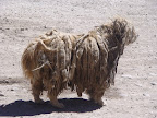 its a dog or a lamb?its the doglamb!