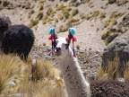 miss alpaca 2008
