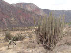 the big cactus