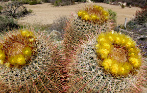 Trio of blooming barrel cacti deep in Carrizo Gorge - Anza Borrego Desert