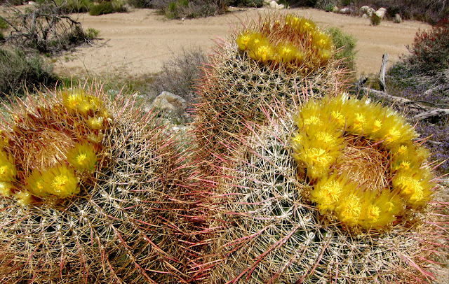 Trio of Blooming Barrel cacti deep in Carrizo Gorge - Anza Borrego desert