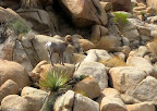 Why Did the Bighorn Sheep cross the Road  - Anza Borrego Desert State Park