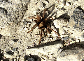Brown Tarantula in Rockhouse Canyon - Anza Borrego