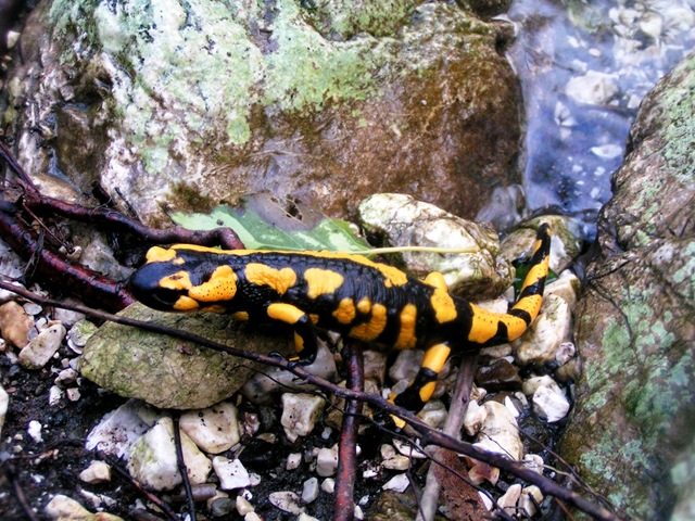 [Salamandra gigliolii[13].jpg]