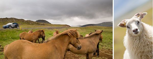 Seriously, what's with the horses and sheep?