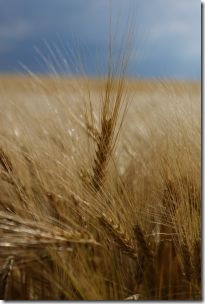 wheatfield von sxc.hu wheatfield von sxc.hu