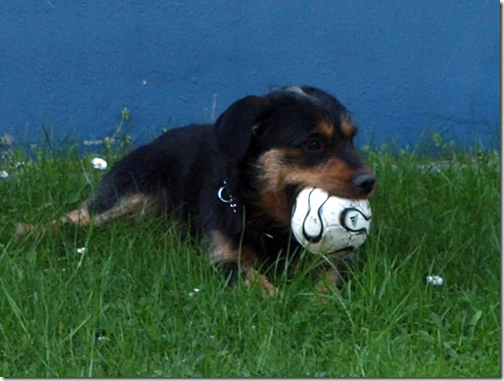 Mein Ball!