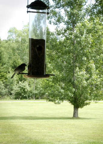 [Bird[7].jpg]