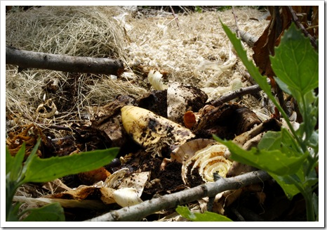 Compost