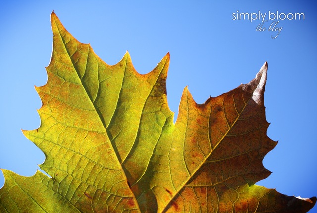 [Leaf to Sky[5].jpg]