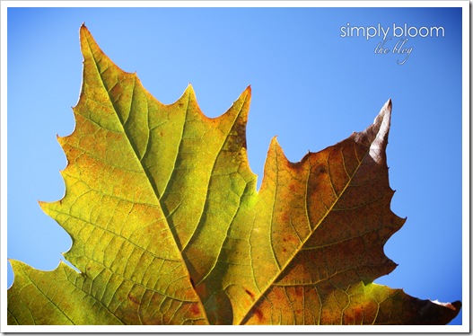 Leaf to Sky