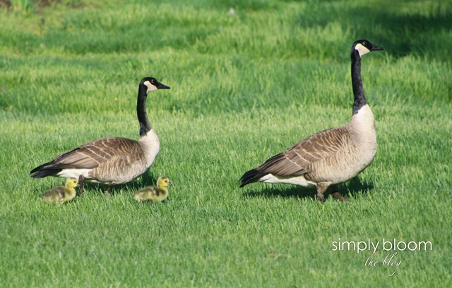 [goslings8.jpg]