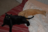 DSC_0251.JPG