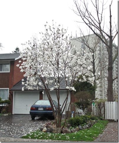 star magnolia tree pictures. the White Star Magnolia tree.