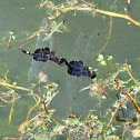 Black Saddlebags dragonflies