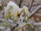 庭のもみじの新芽、寒そう