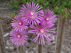 ヒメマツバギクの花　その２