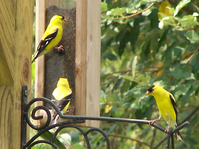 Goldfinches